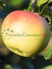 Certifikované ovocné sadenice pripravené na predaj s kontrolou kvality