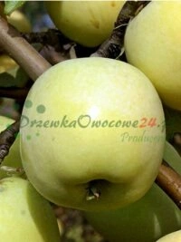 Profesionálne pestovanie ovocných stromov realizované v Lublinskej oblasti