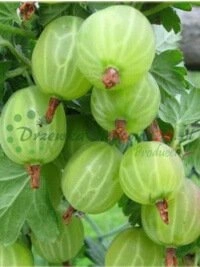 Moderné technológie pre produkciu vegetatívnych podpníkov a rozvoj škôlok