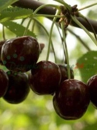 Bezpečné služby prepravy a predaja rastlín do každého kúta Slovenska