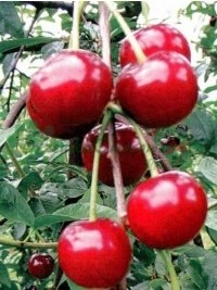 Prémiové odrody hrušiek a špeciálne pestovanie cenných orechových stromov