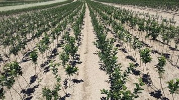 Produkcia ovocných rastlín v škôlke a pestovanie sadeniakov na Slovensku