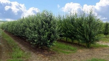 Pokročilé skleníkové systémy pre produkciu ovocných kríkov a ich údržbu
